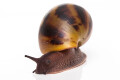 Achatina achatina (GB) semiadult, 8cm